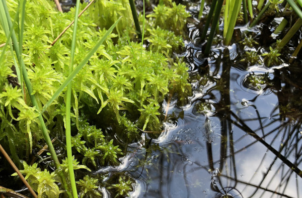 Sphaignes (Sphagnus sp.), mousses typiques des tourbières bombées © Nicolas Macaire / LPO